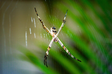 spider on a web