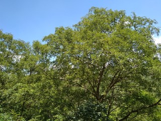 tree on background of blue sky