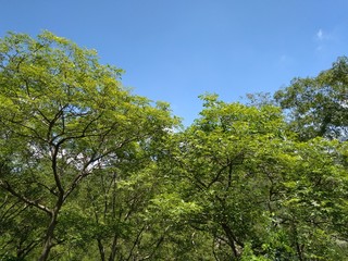 Fototapeta premium trees and blue sky