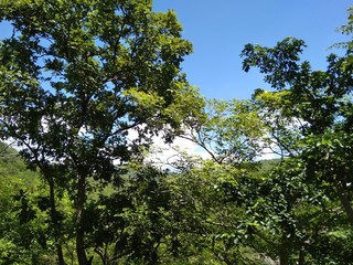 trees and sky