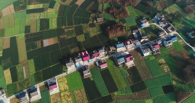 Aerial top view of Sichuan countryside landscape with tea farms and village house at winder autumn day