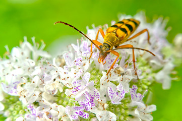 ヨツスジカミキリムシ