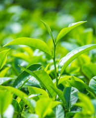Close-Up Of Tea Leaves At Munnar, Kerala