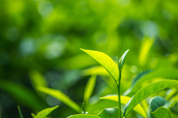 Fototapeta na wymiar Tea Leaves At Tea Garden, Munnar Kerala