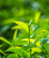 Close-Up Shot Of Green Tea Leaves
