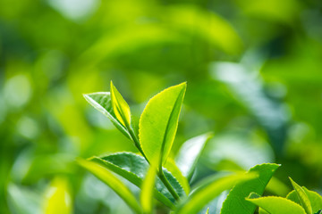 Fresh Tea Leaves At Tea Garden
