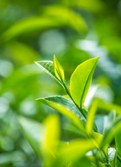 Close-Up Of Tea Leaves At Munnar, Kerala