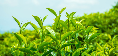 Obraz premium Fresh Green Tea Leaves, Munnar Kerala