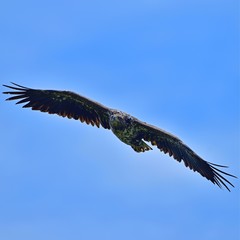 青空バックに悠然と飛ぶオジロワシ幼鳥の雄姿＠北海道