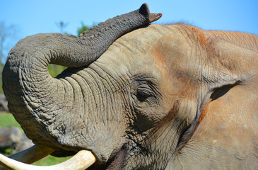 African elephants are elephants of the genus Loxodonta. The genus consists of two extant species:...