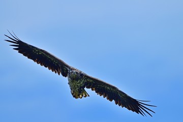 青空バックに悠然と飛ぶオジロワシ幼鳥の雄姿＠北海道