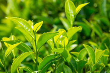 Fresh Tea Leaves At Tea Garden