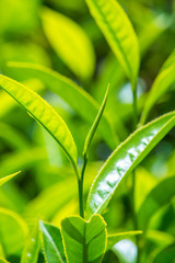Fresh Tea Leaves At Tea Garden, Munnar
