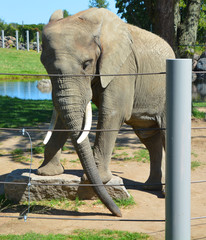 African elephants are elephants of the genus Loxodonta. The genus consists of two extant species:...