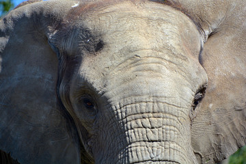 African elephants are elephants of the genus Loxodonta. The genus consists of two extant species:...