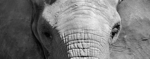 African elephants are elephants of the genus Loxodonta. The genus consists of two extant species:...