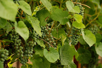 Green grapes growing on grape vines. Unripe, young wine grapes in vineyard, early summer. Bunch of green unripe grapes with leaves. Young branch of grapes on nature. 