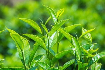 Green Tea Leaves Background