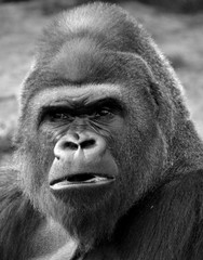 Silver back gorillas are ground-dwelling, predominantly herbivorous apes that inhabit the forests...
