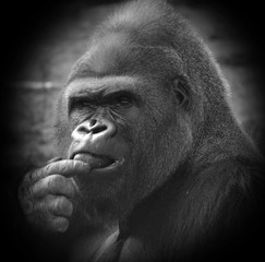 Silver back gorillas are ground-dwelling, predominantly herbivorous apes that inhabit the forests...