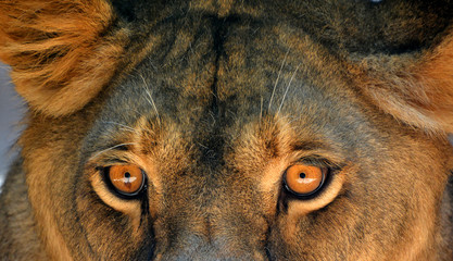 Lion is one of the four big cats in the genus Panthera, and a member of the family Felidae. With...