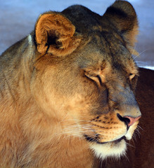 Lion is one of the four big cats in the genus Panthera, and a member of the family Felidae. With...