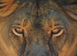 Lion is one of the four big cats in the genus Panthera, and a member of the family Felidae. With...