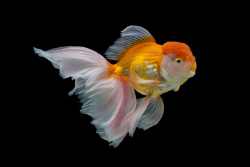 goldfish isolated on black background.