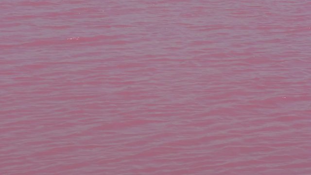 Scenic Panoramic view of pink salt lake at Port Gregory in outback Western Australia, with shore horizon and sky as background.
