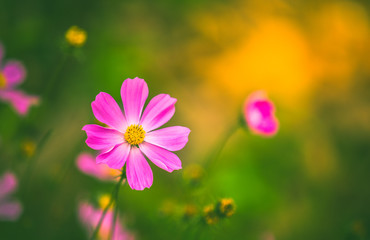 Fototapeta premium Beautiful pink cosmos flowers in the morning time with warm color background.