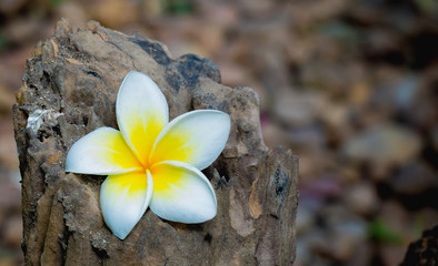Plumeria or Frangipani flower on timber.