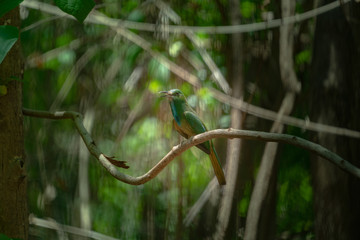 A bird perched on a branch inside the forest