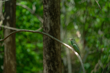 A bird perched on a branch inside the forest
