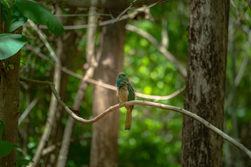 A bird perched on a branch inside the forest