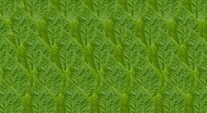 pattern Chaplo leaves Green background