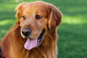 Obraz premium Perro Golden Retriever