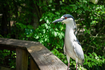 Waterfowl