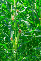 Obraz premium トウモロコシ畑