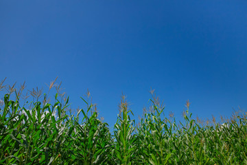 トウモロコシ畑