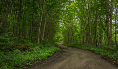 A very green forest road in Parc de la Jacques Cartier