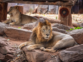 Naklejka premium Lion the king of wildlife