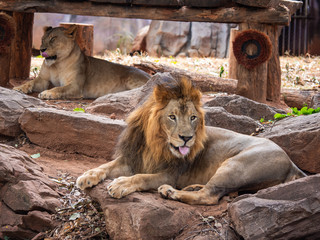 Lion the king of wildlife