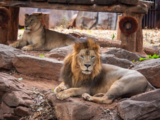 Obraz premium Lion the king of wildlife