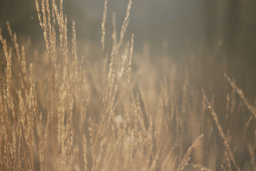 Obraz premium Ramiranes