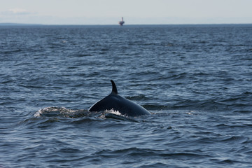 Whale watcing in the St-Laurence river