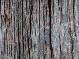 texture petrified wood
