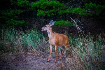 deer in the forest