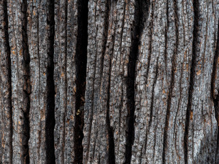 texture petrified wood