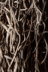 abstract,Small wooden roots on a black background.