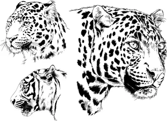 Foto op Plexiglas set of vector drawings on the theme of predators tigers are drawn by hand with ink tattoo logos  © evgo1977